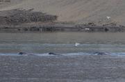 029 Narvals dans fjord Grise