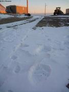 082 Un ours vient de passer dans Grise Fiord