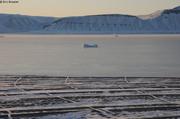 122 Fiord Cap Sud jeune glace