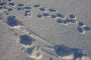 477 Traces ourse et oursons