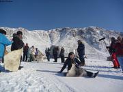 502 Concours glissades sur peaux de phoques