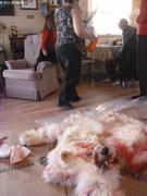 513 Ours chasse par Liza et Norman