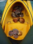 042 15 coquilles maxi selon quota