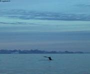 Baleine