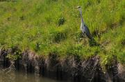 068 Heron curieux