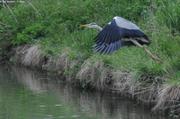 112 Beaucoup de herons