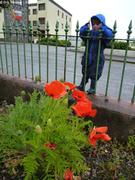 277 Gros coquelicots Stornoway