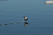 551 Guillemot miroir