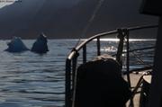 557 Fonfjord