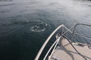 677 Courant Cuan Sound