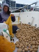 035 Nuuk sechage pommes de terre