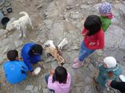069 Repas des chiots Uummannaq