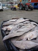 161 Fletan congele Upernavik