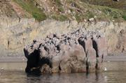 193 Rocher habite ile Saunders