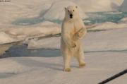265 Danse de l ours
