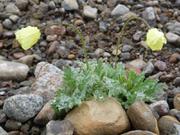 273 Fleurs humides de brume a Grise Fiord