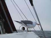 072 Goeland ailes grises