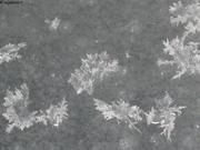 090 Fleurs de glaces
