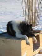 152 Une vie de chien