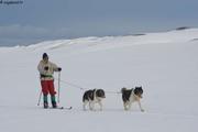 202 Fred ski chiens