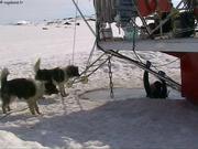 209 Chiens surpris par plongeur