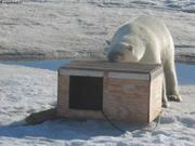 226 Jin se cache de l ours