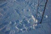 065 Ours visite mat meteo