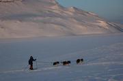 067 3 chiens en ligne