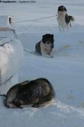 081 Fideles compagnons