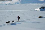 083 Chiens remorquent glaciometre