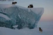087 Chiens escaladent iceberg