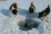 144 3 chiens observent phoque