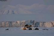 150 Iceberg noir et visiteurs