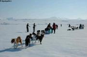151 13 visiteurs et 24 chiens