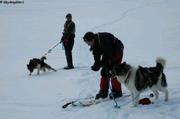 165 Yann et Enora premiers essais skis chiens