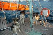 002 Chiens marins