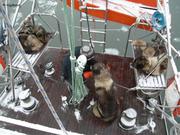 010 Chiens a bord