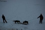 022 Chiens mangent carcasse phoque