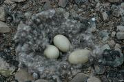 02 Oeufs eider