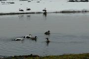 03 Eiders
