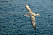 07 Fulmar
