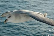 08 Fulmar2