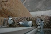 13 Mouettes tridactyles Pyramiden