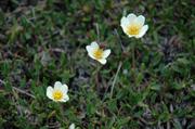 15 Fleurs
