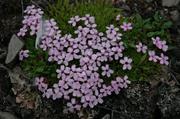 16 Fleurs