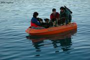 19 Debarquement des chiens