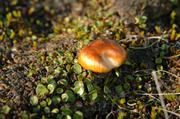 20 Champignon