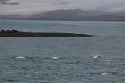 26 Belougas
