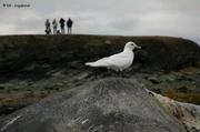 56 Mouette ivoire