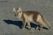 80 Renard polaire
